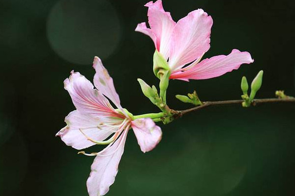 紫荊花還有什麼名字