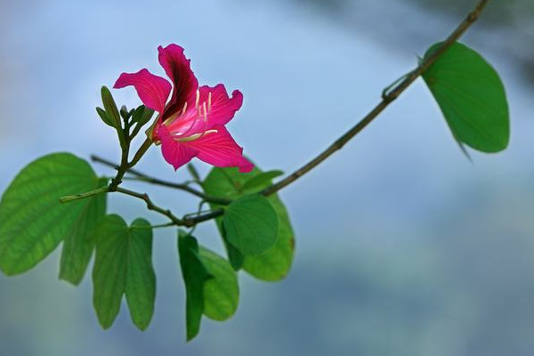 紫荊花能長多高