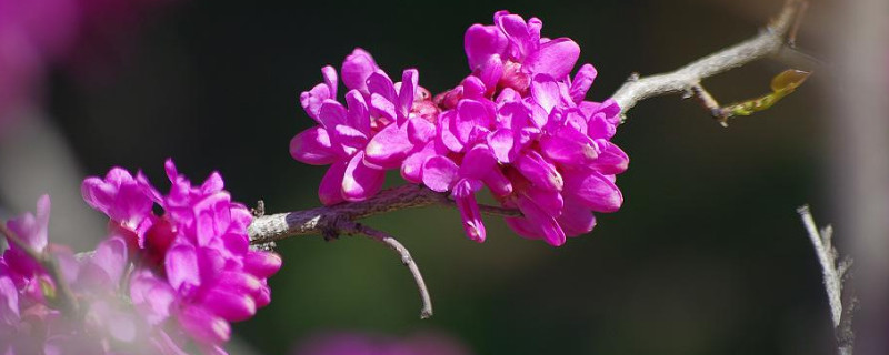 紫荊花樹什麼季節開花