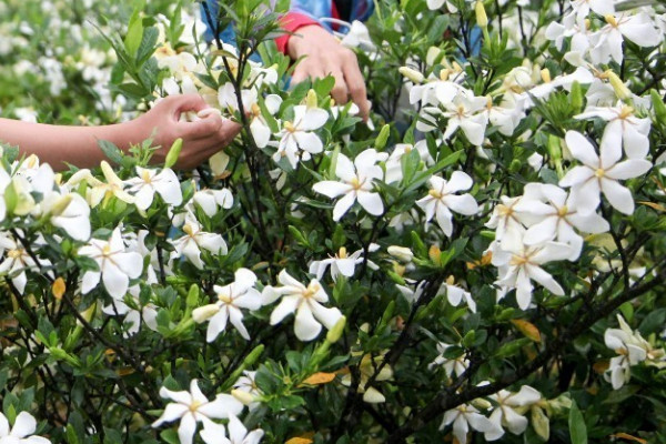 梔子花有毒嗎能在家裏養嗎