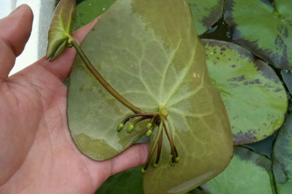 一葉蓮水培怎麼換水