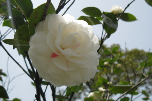 茶花夏天會開花嗎