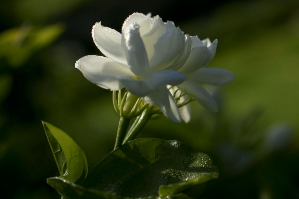 梔子花和茉莉的區別