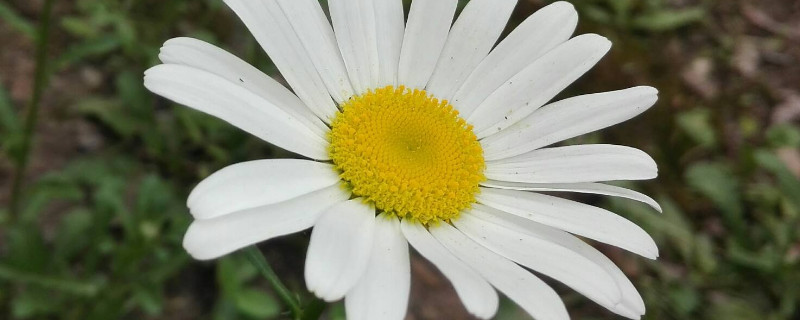 雛菊在什麼季節開放