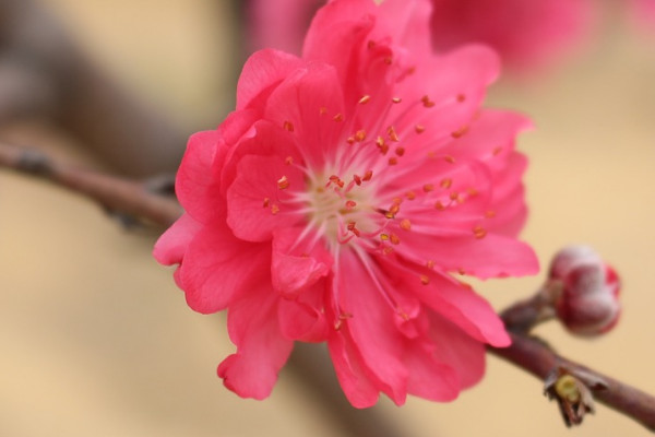 桃花春天開花嗎