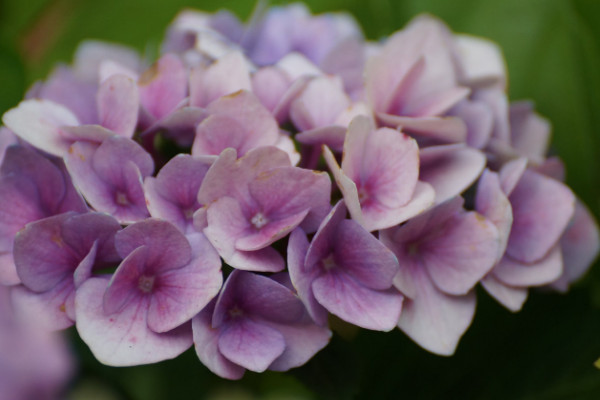 繡球花秋冬季節怎麼養護