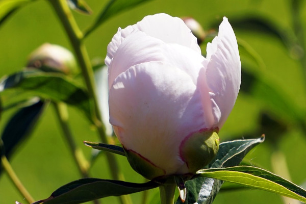 月季花用什麼土栽培好