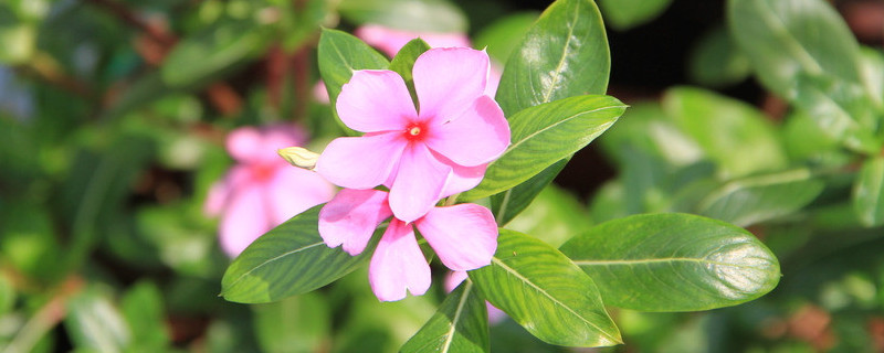 紫荊花怎麼過冬