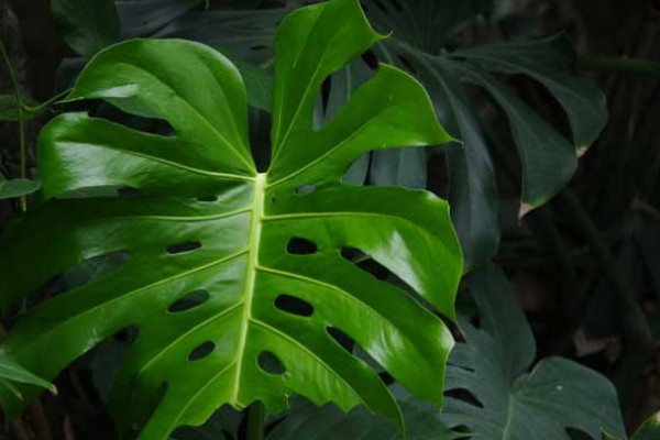 室內適合養什麼植物盆栽