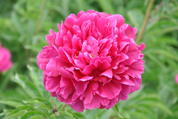 芍藥夏天澆水怎麼養