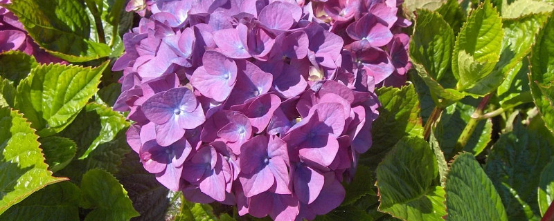 繡球花冬天會凍死嗎