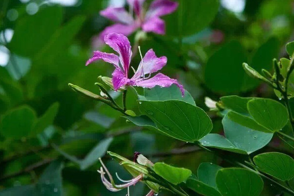 紫荊花樹什麼時候扡插