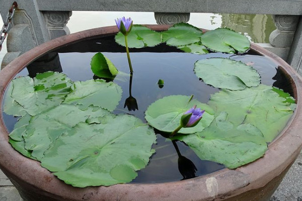 缸裏荷花怎麼過冬