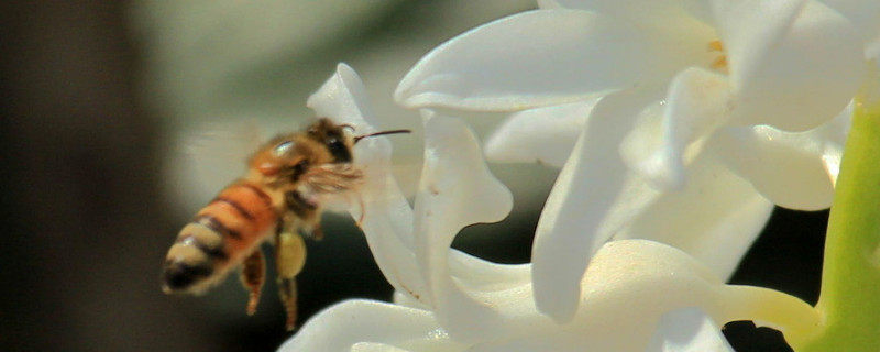 風信子球怎麼養才發芽