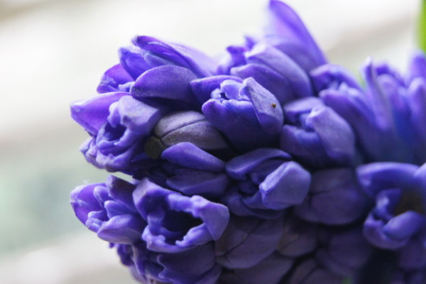 風信子球怎麼養才發芽