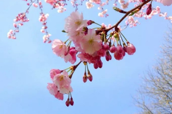 櫻花夏天開嗎