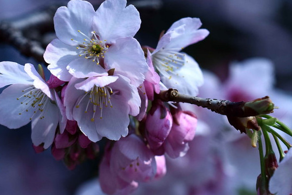 櫻花樹怎麼扡插