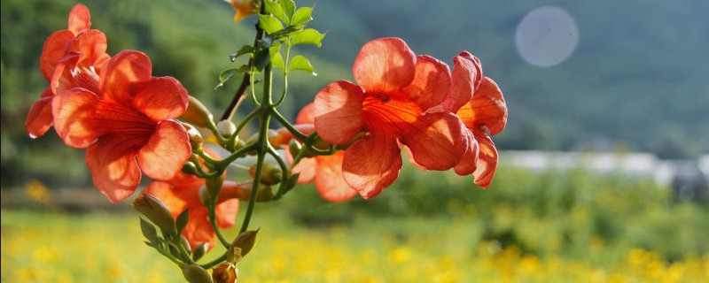 盆栽淩霄花怎樣過冬