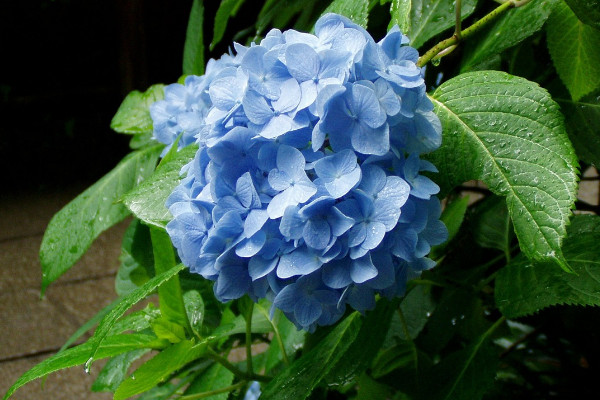 繡球鮮花能養幾天