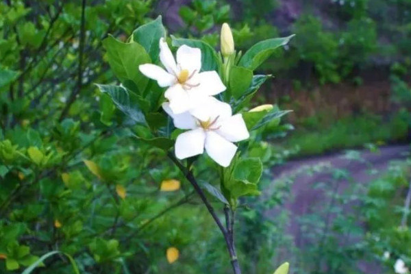 梔子花變黑了怎麼辦