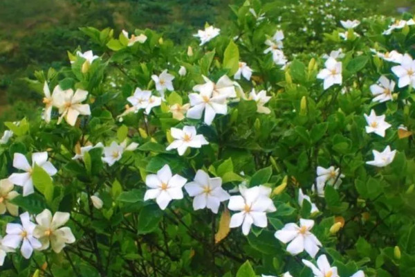 梔子花變黑了怎麼辦