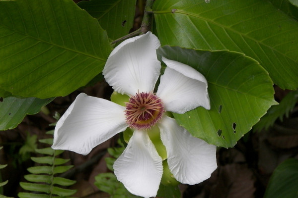 梔子花夏天能換盆嗎