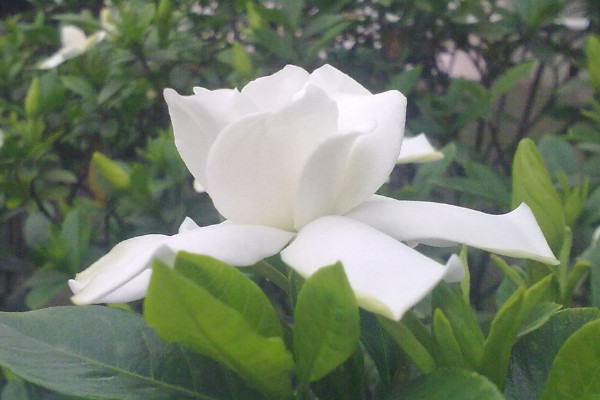 梔子花用什麼盆養好