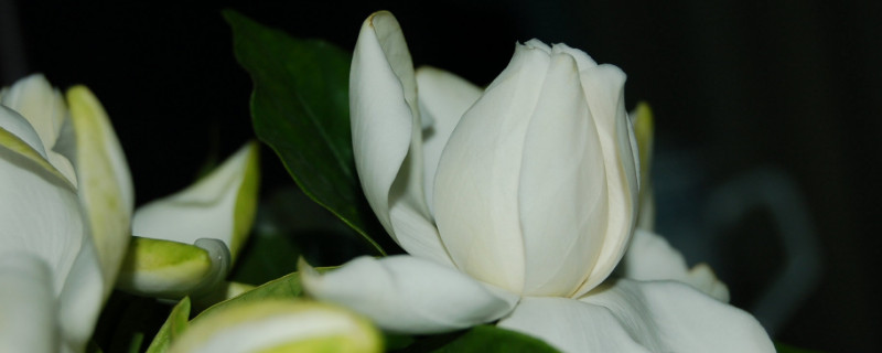 梔子花夏季不開花怎麼辦