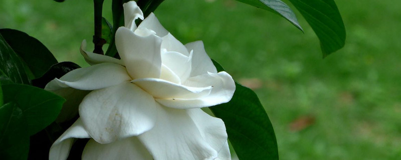 梔子花什麼時候開花