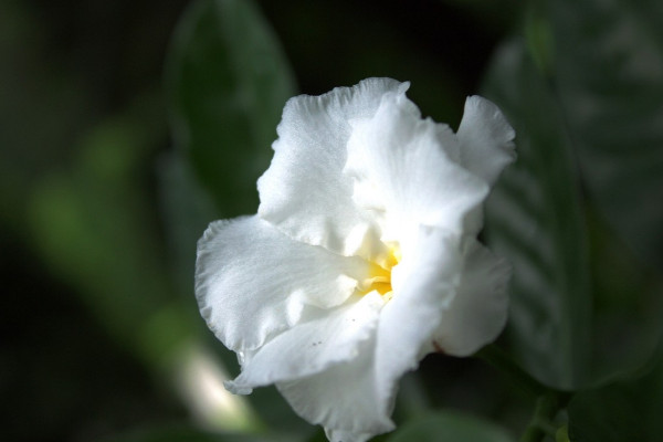 梔子花什麼時候開花