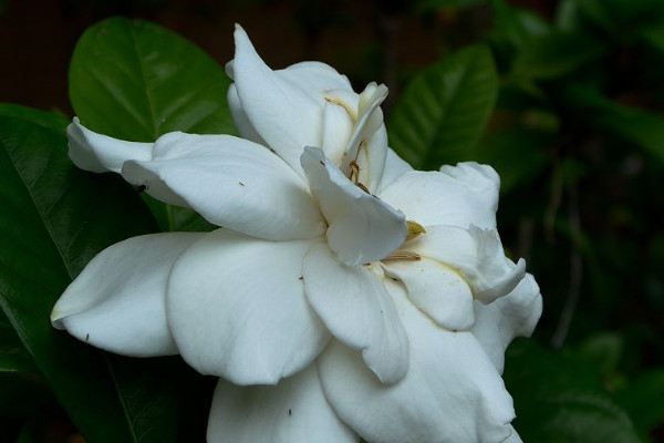 梔子花剪光頭多久發芽