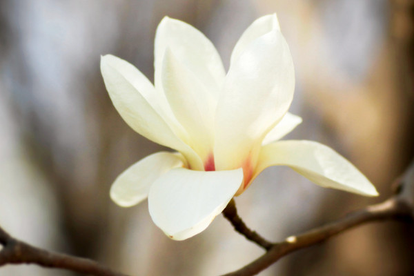 梔子花剪光頭多久發芽