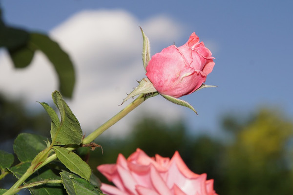 月季花秋天開花嗎