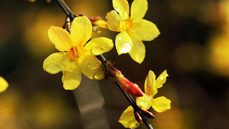 迎春花枝條幹枯什麼病