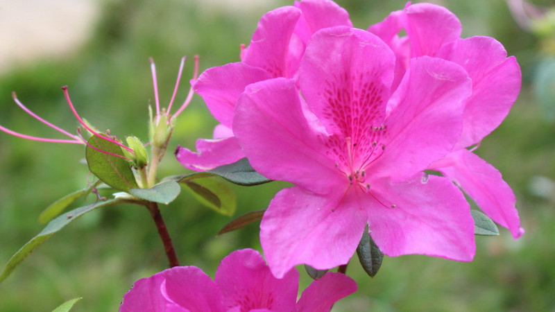 杜鵑花什麼季節開花