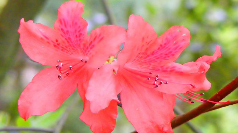 杜鵑花葉子幹枯怎麼救