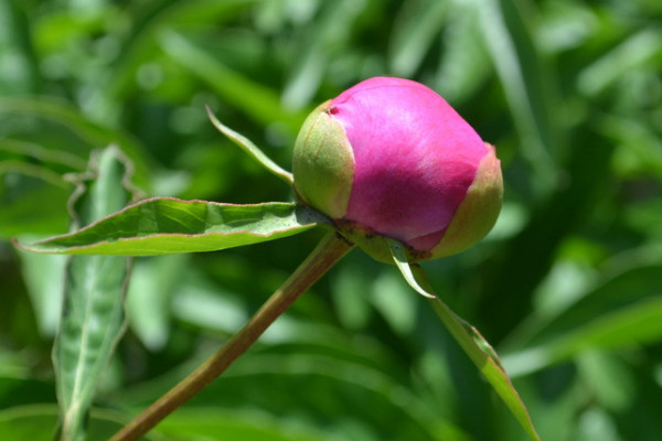 芍藥花冬天能栽嗎