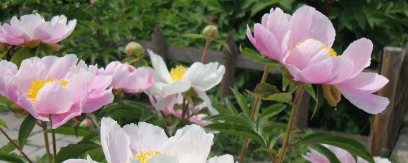 芍藥花用什麼肥料最好