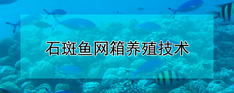 石斑魚網箱養殖技術