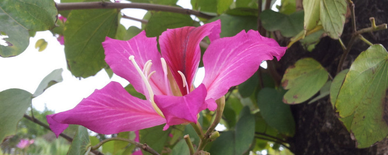 紫荊花什麼時候發芽