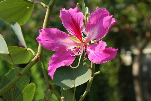 紫荊花什麼時候發芽