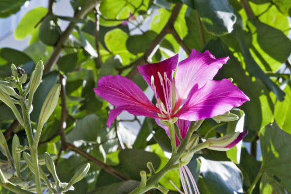 紫荊花什麼時候發芽