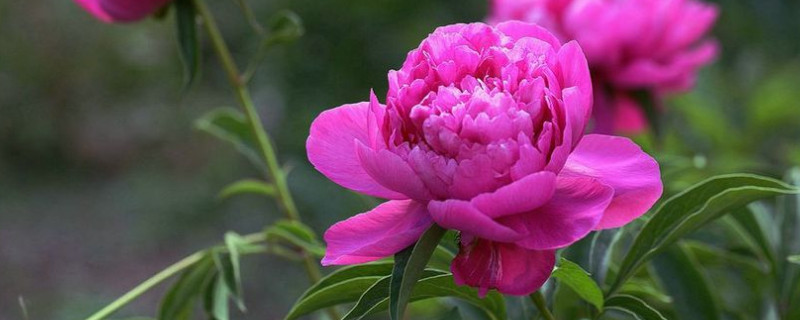 芍藥花夏季怎麼管理