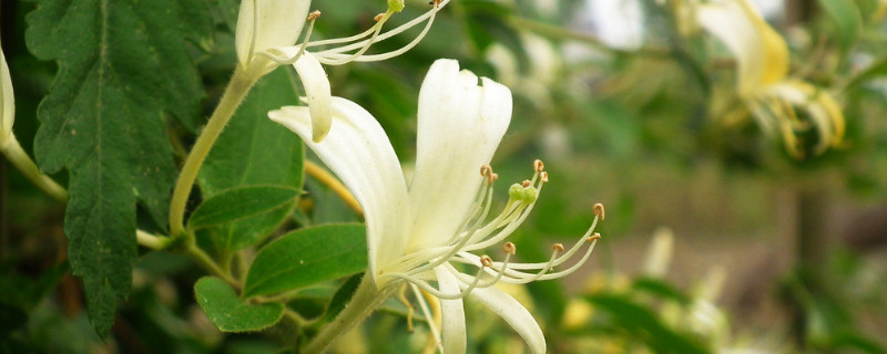 金銀花老樁怎麼養