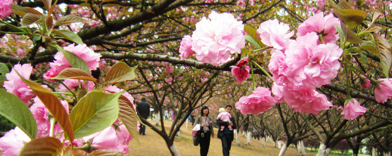 櫻花冬天怎麼養護