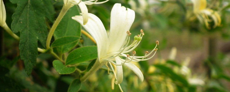 金銀花怎麼養成老樁