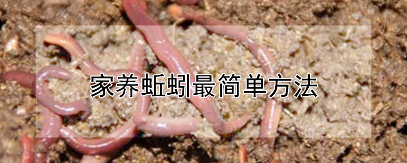 家養蚯蚓最簡單方法