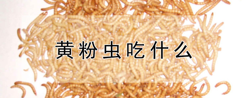 黃粉蟲吃什麼