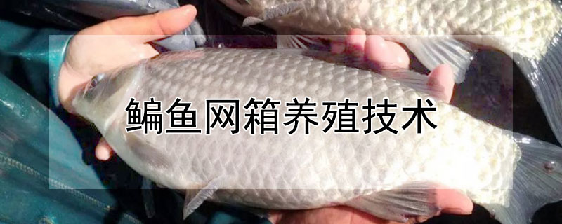 鯿魚網箱養殖技術