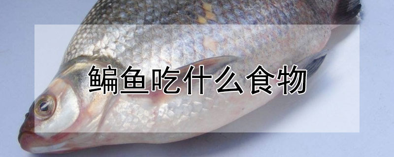 鯿魚吃什麼食物